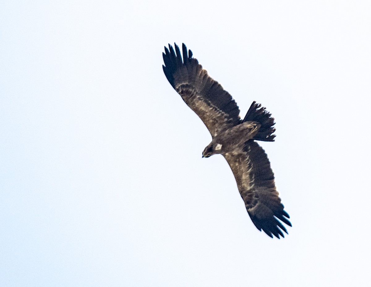 Accipitridae sp. (eagle sp.) - ML39035131