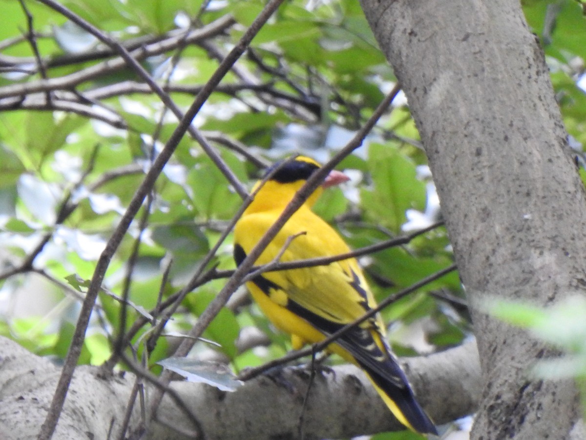 Black-naped Oriole - KARTHIKEYAN R