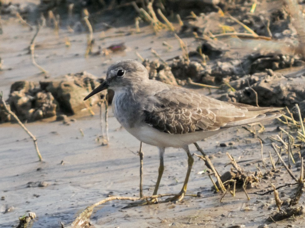 Bécasseau de Temminck - ML39035171