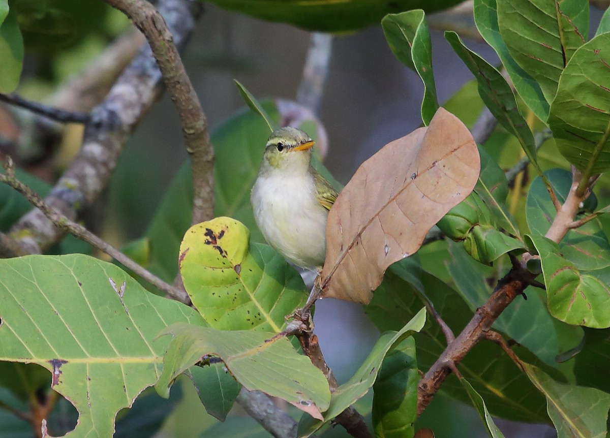 Western Crowned Warbler - ML39035221