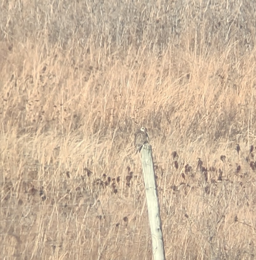 Prairie Falcon - ML390353181