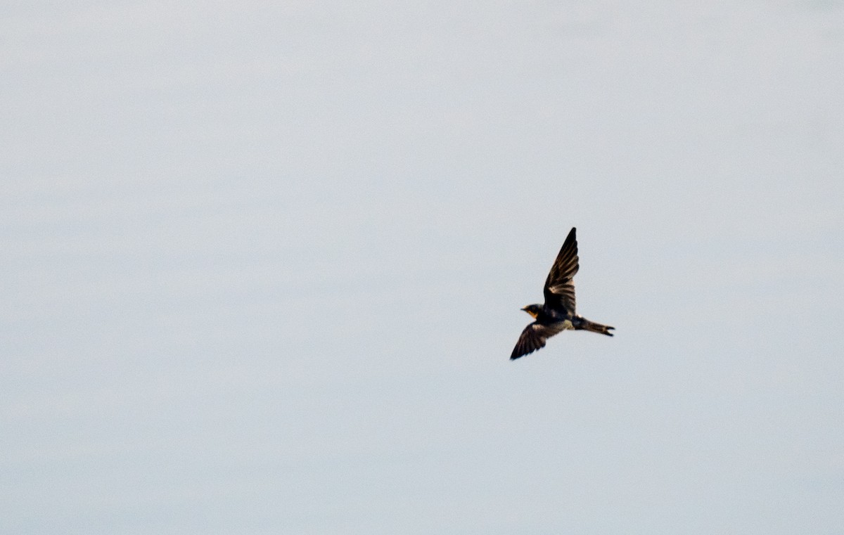 Red-rumped Swallow - ML39035401