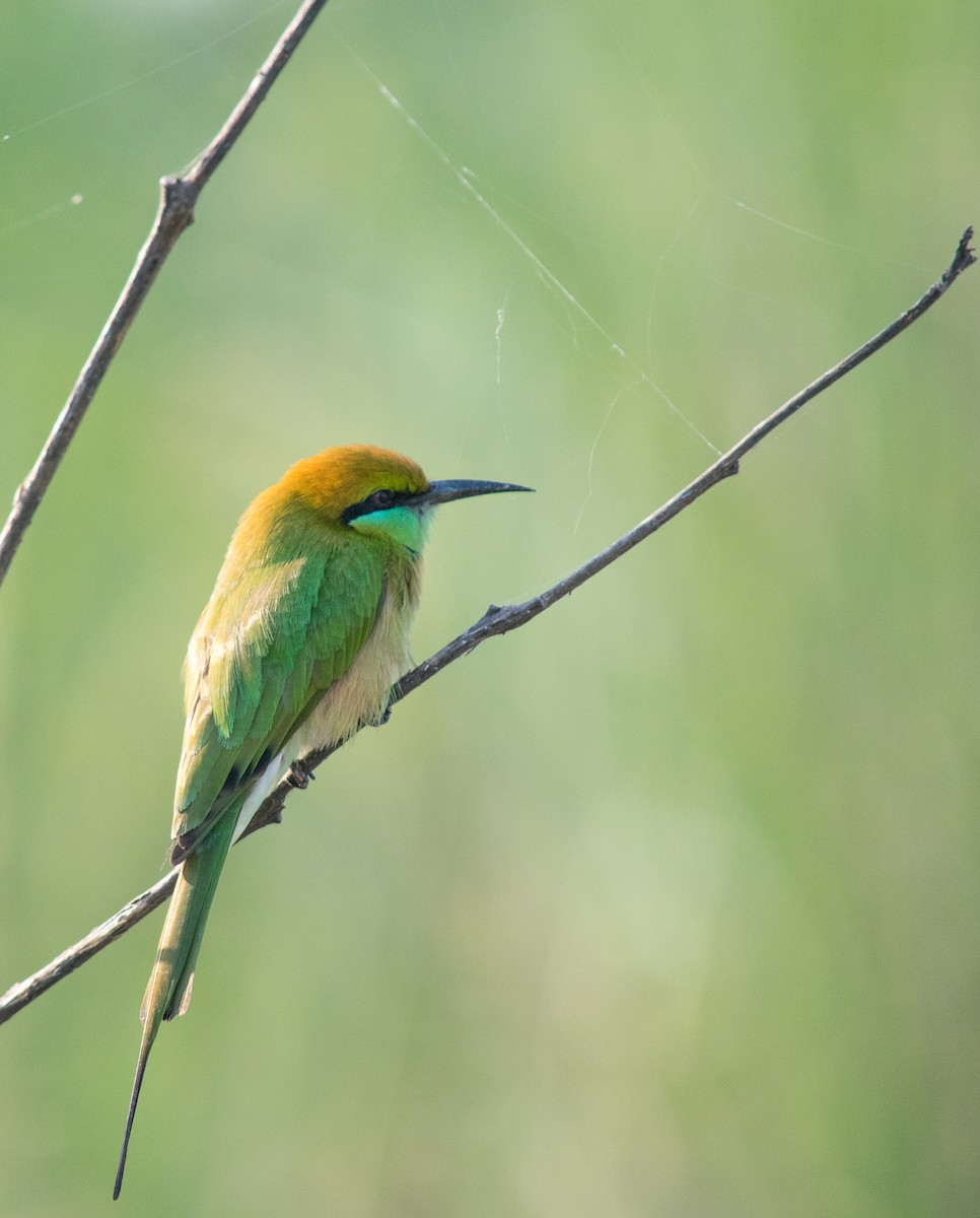 Asian Green Bee-eater - ML39035421