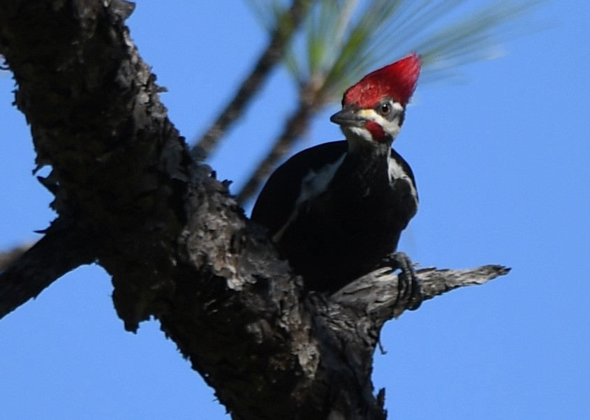 Pileated Woodpecker - ML390354261