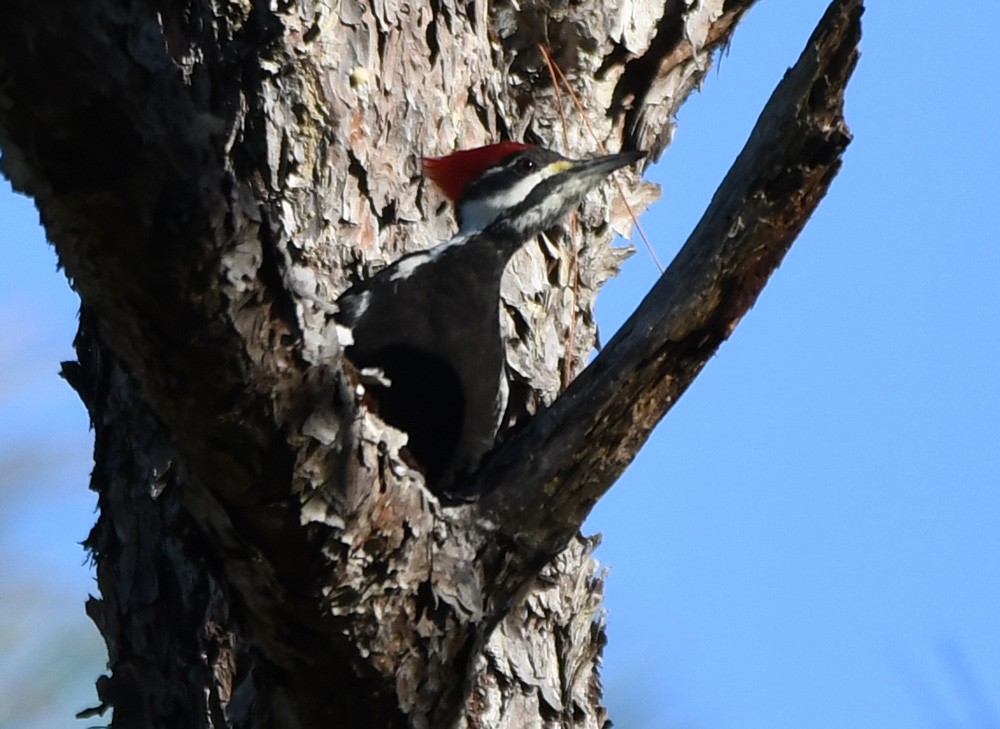 Pileated Woodpecker - ML390354271