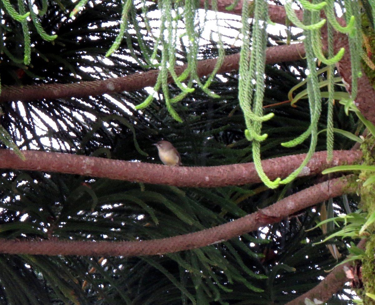 Pygmy Heleia - ML390354381