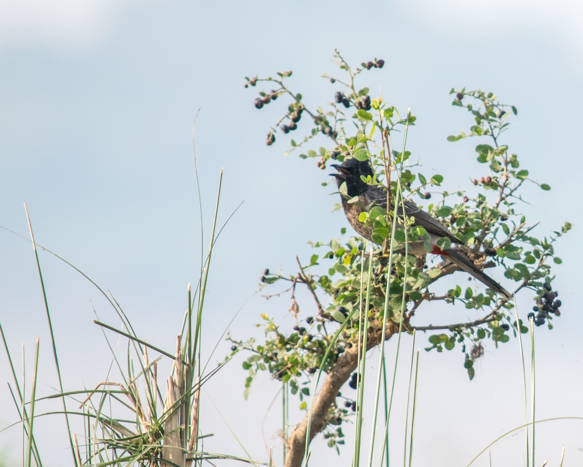 Red-vented Bulbul - ML39035471