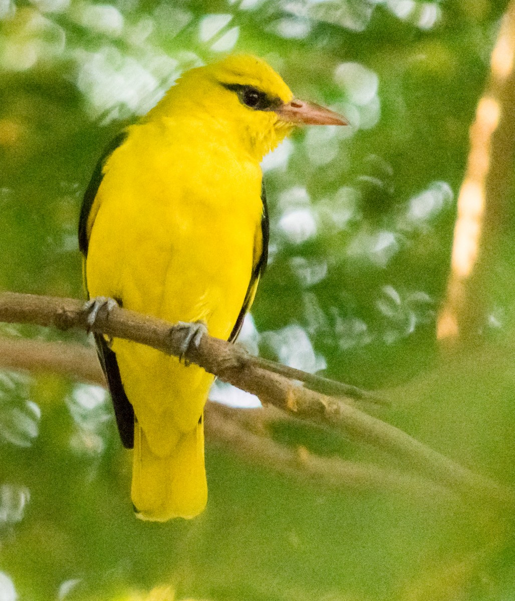 Indian Golden Oriole - ML39035481