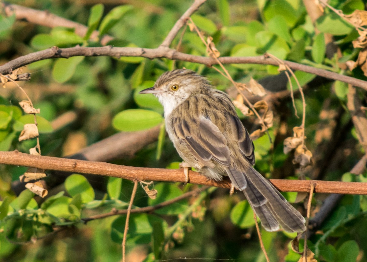 Plain Prinia - ML39035491