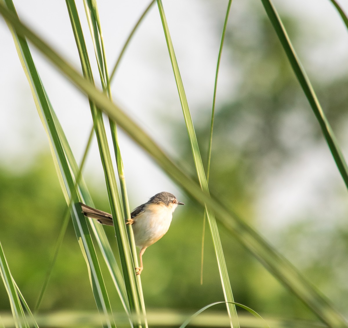 Ashy Prinia - Rahul Tripathi