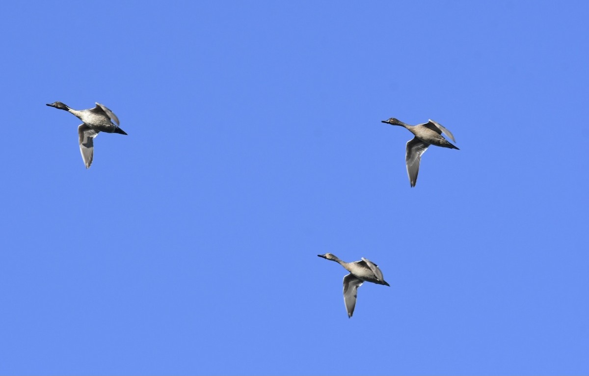 Northern Pintail - ML390355761