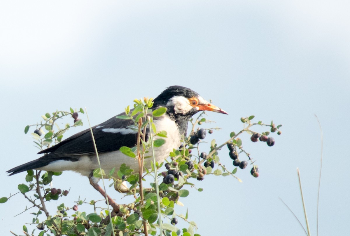 Indian Pied Starling - ML39035581