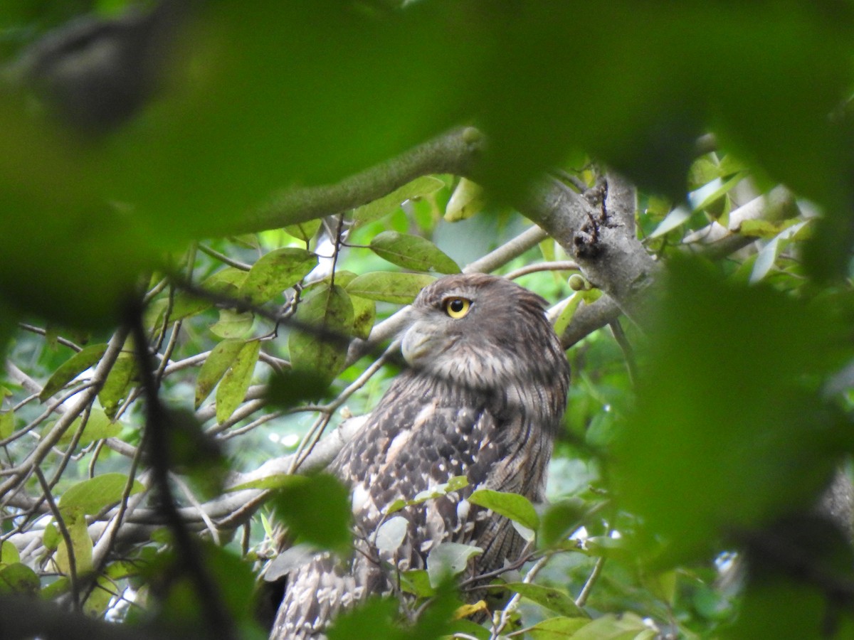 Brown Fish-Owl - KARTHIKEYAN R