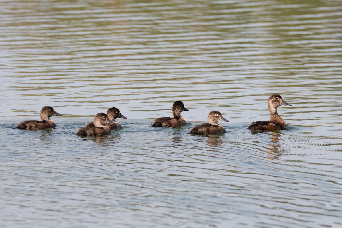 Ring-necked Duck - ML390356471