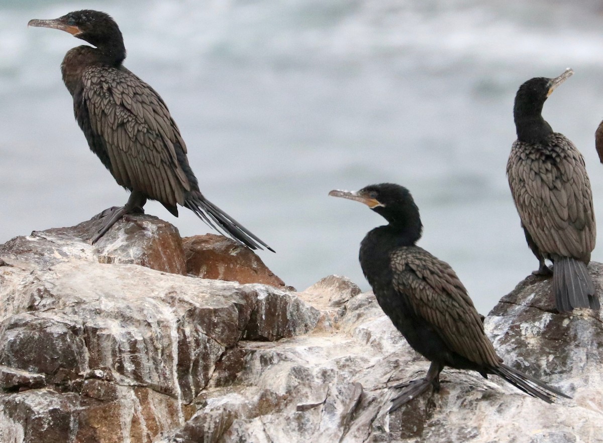 Neotropic Cormorant - ML390356701