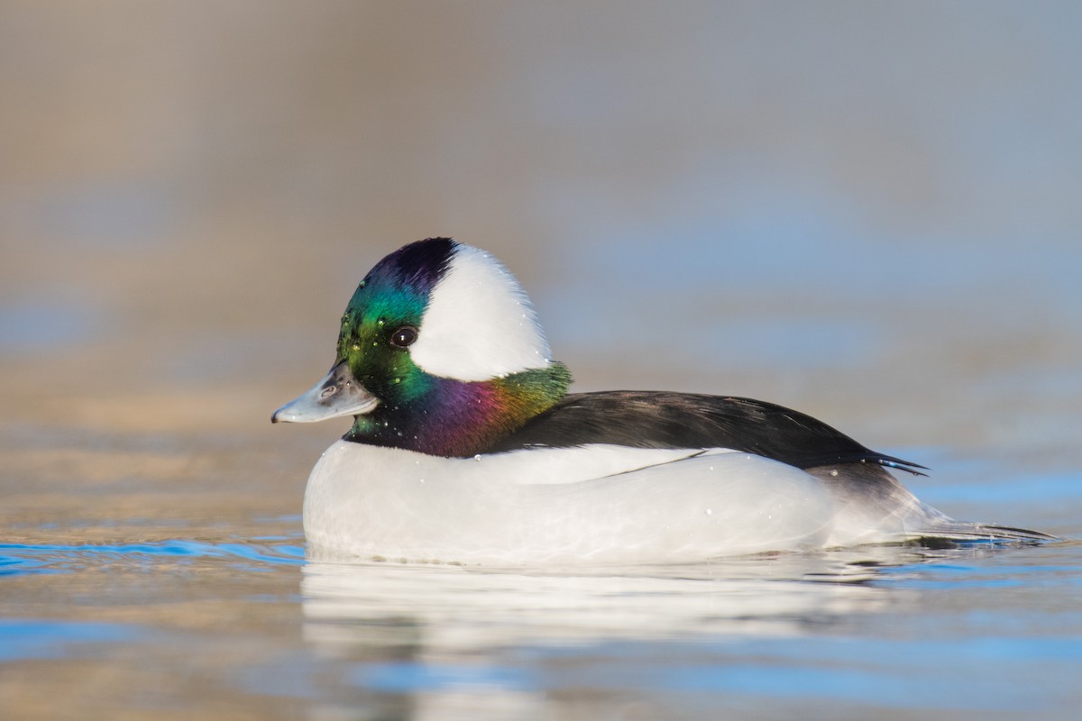 Bufflehead - ML390356721