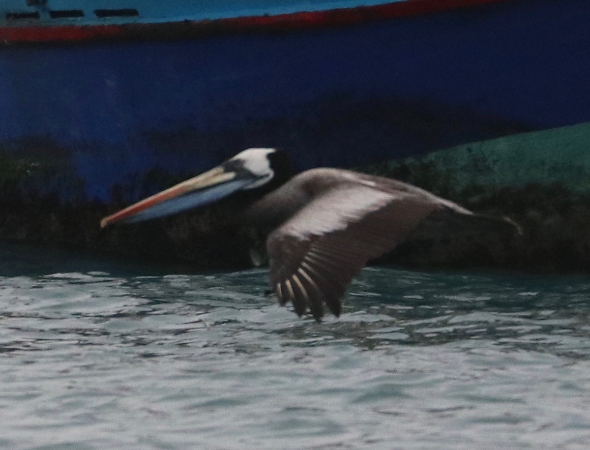 Peru Pelikanı - ML390357521