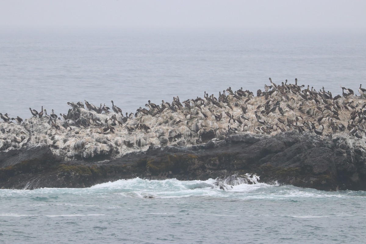 Peruvian Pelican - ML390357531