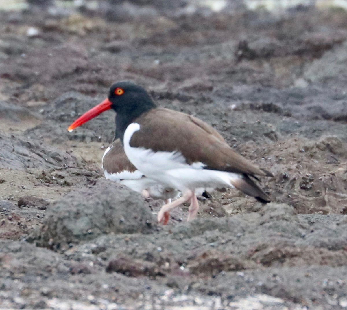 American Oystercatcher - ML390358411