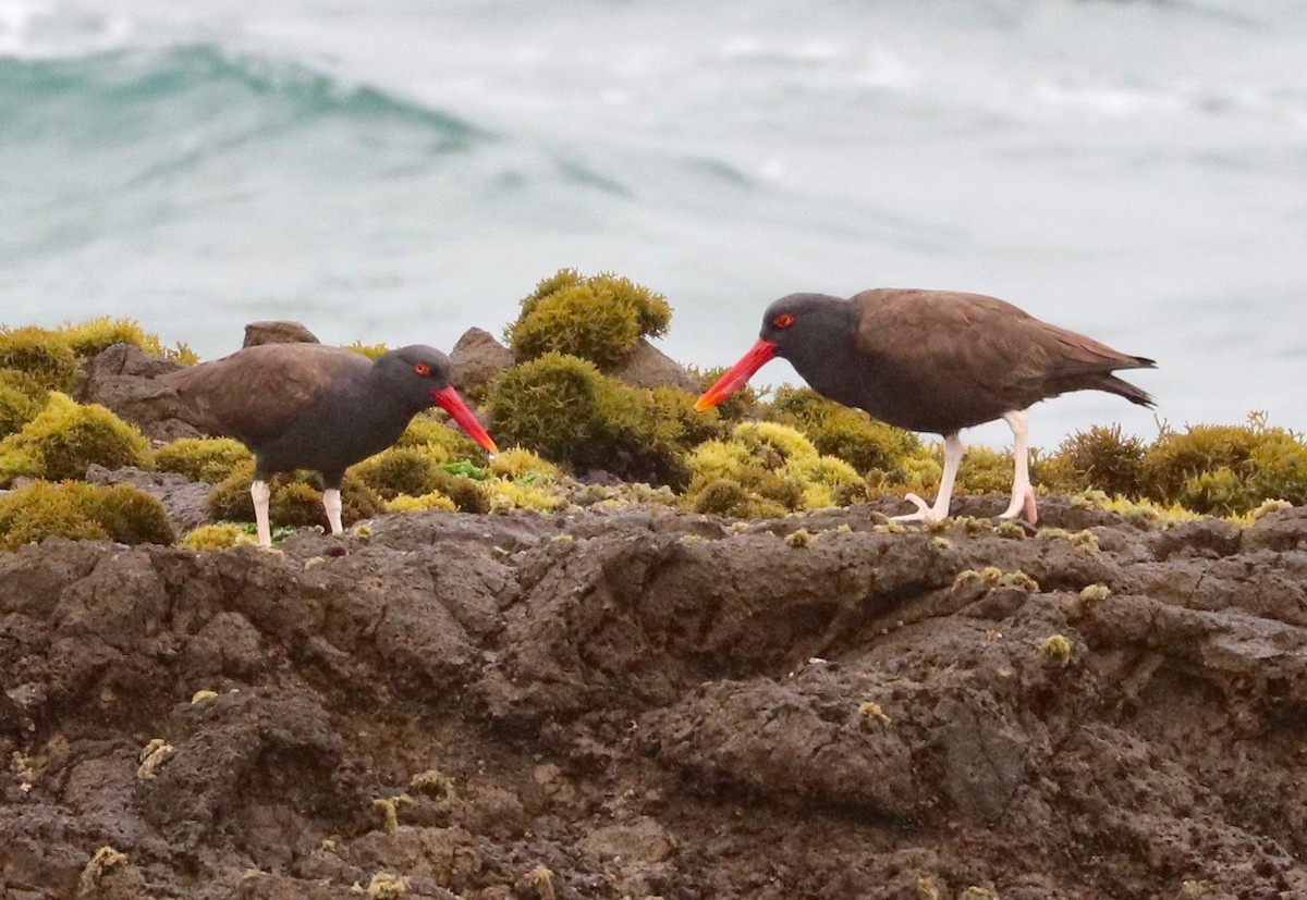 Blackish Oystercatcher - ML390358431