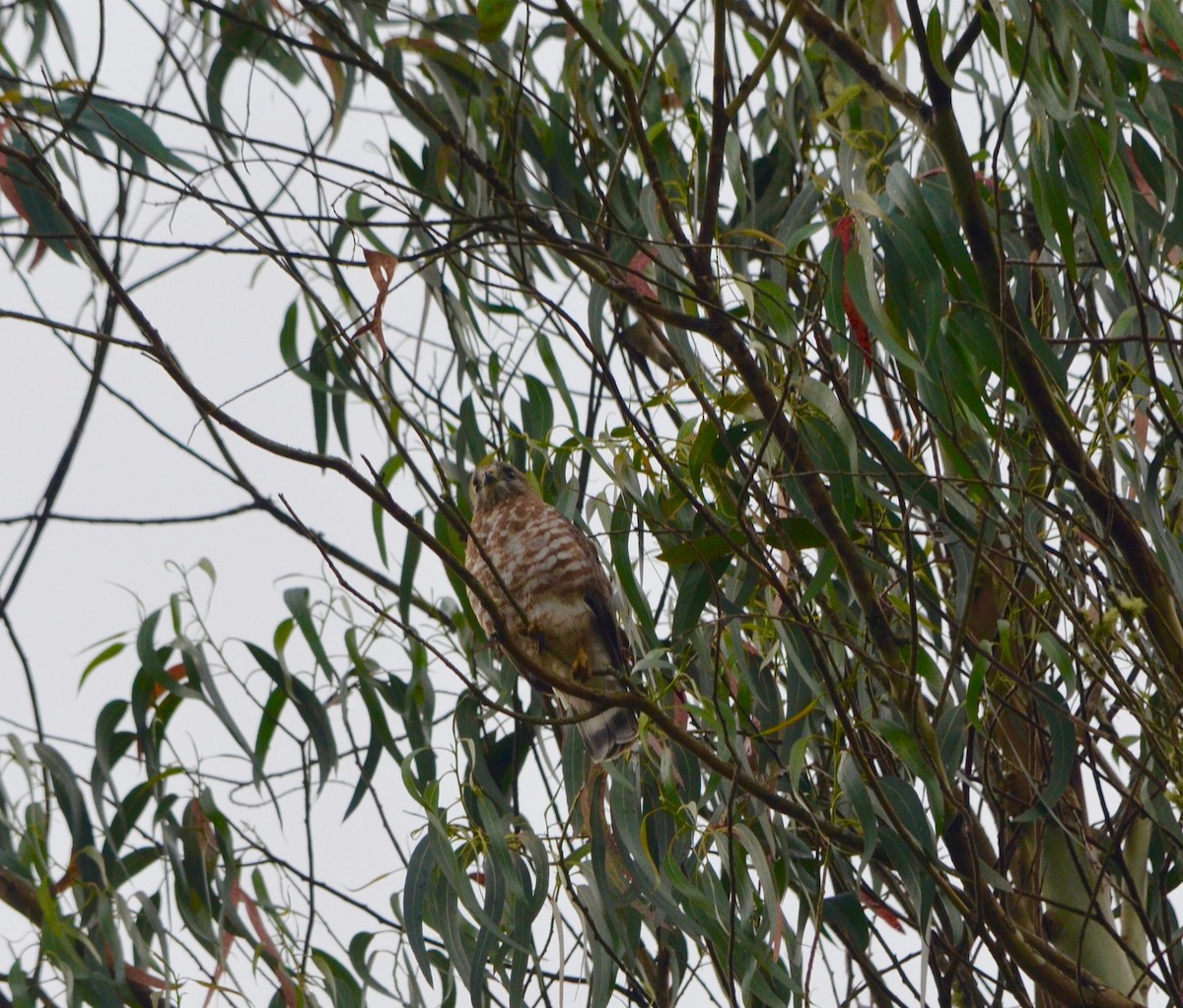Broad-winged Hawk - ML390358531