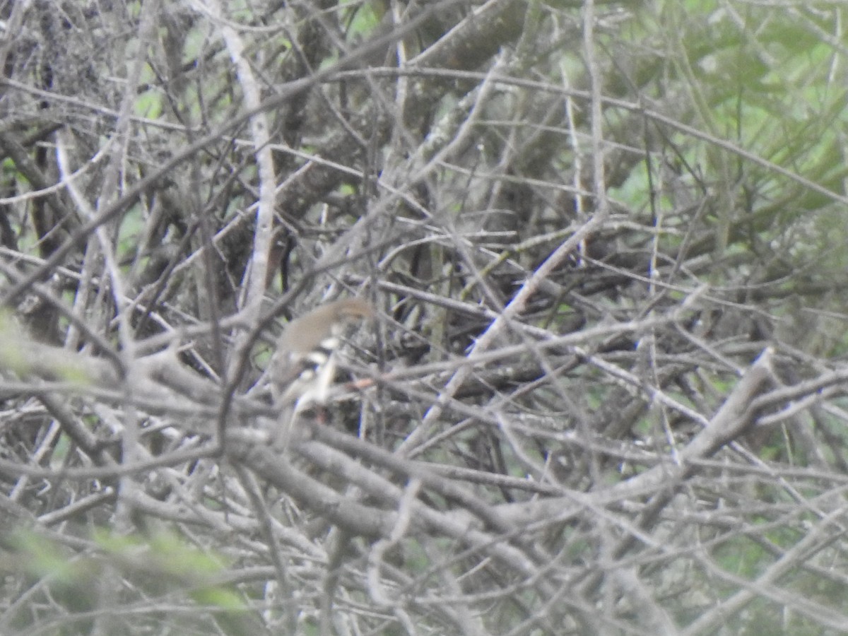 Forest Wagtail - ML390358541