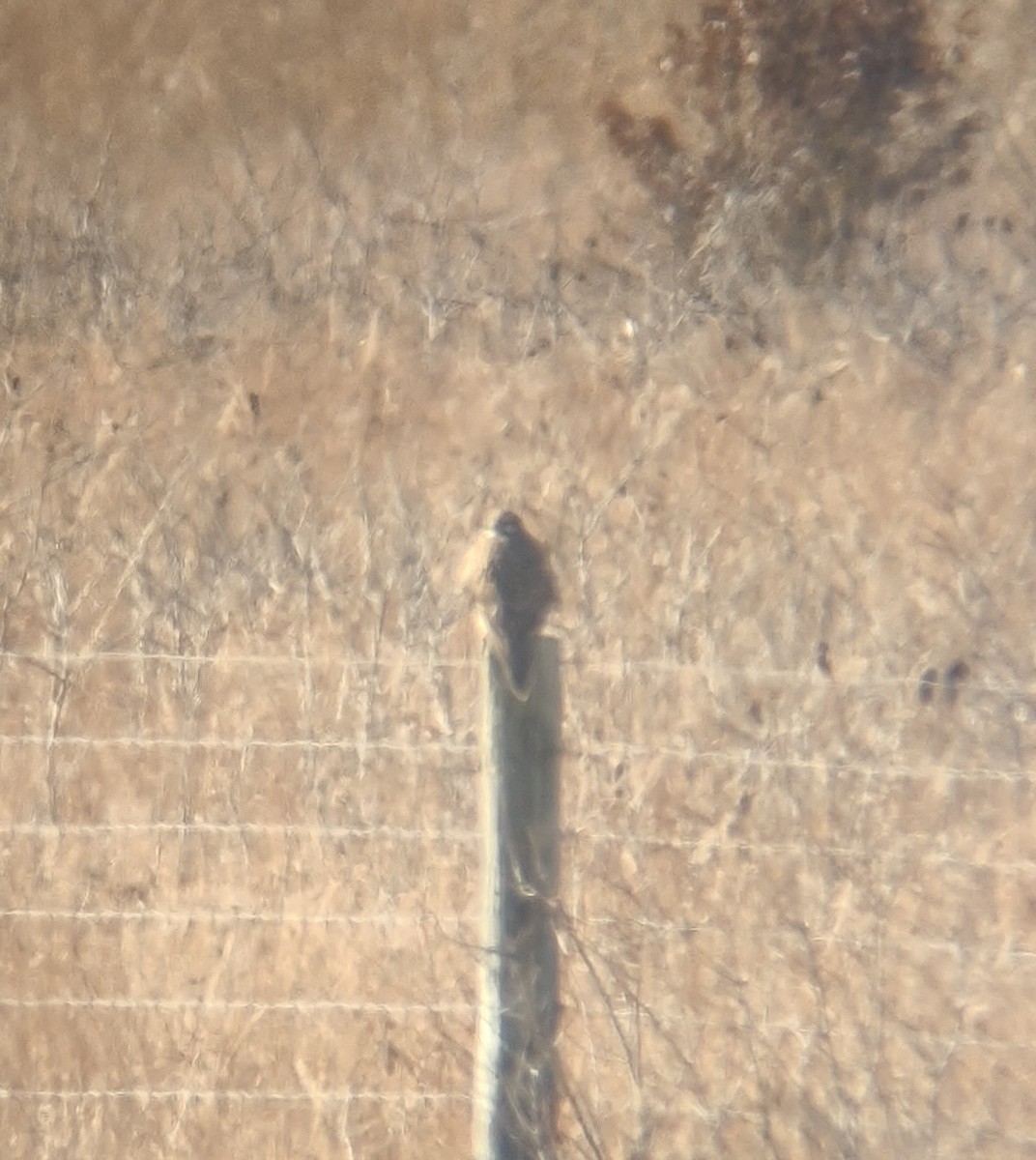 Prairie Falcon - ML390358931