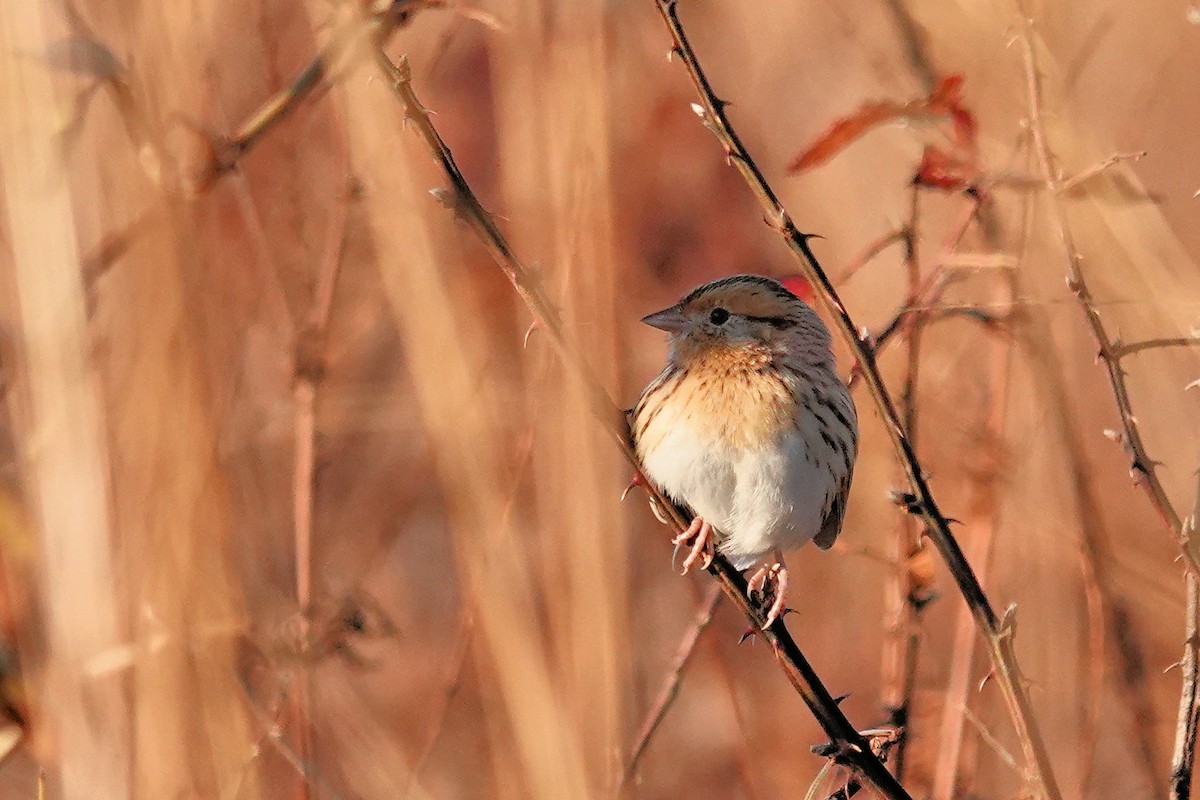 LeConte's Sparrow - Alan Mitchnick