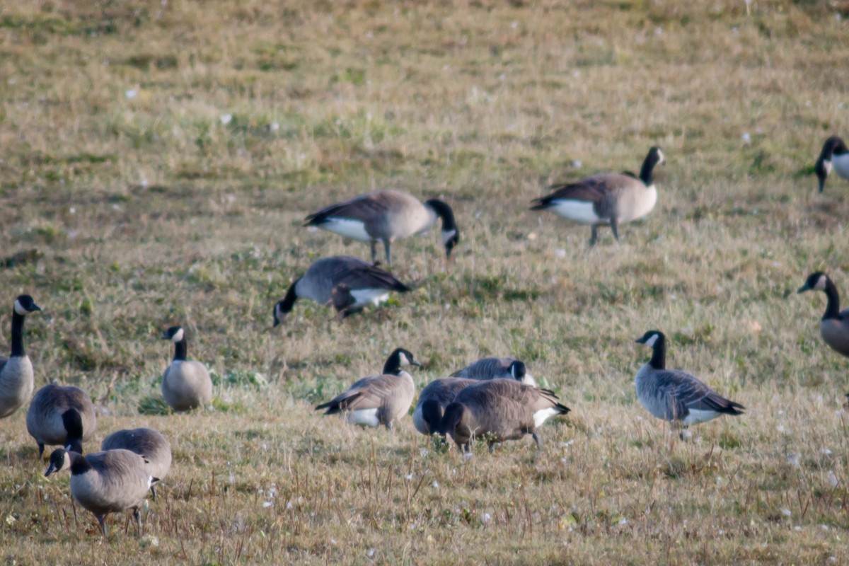 Cackling Goose - ML390361261