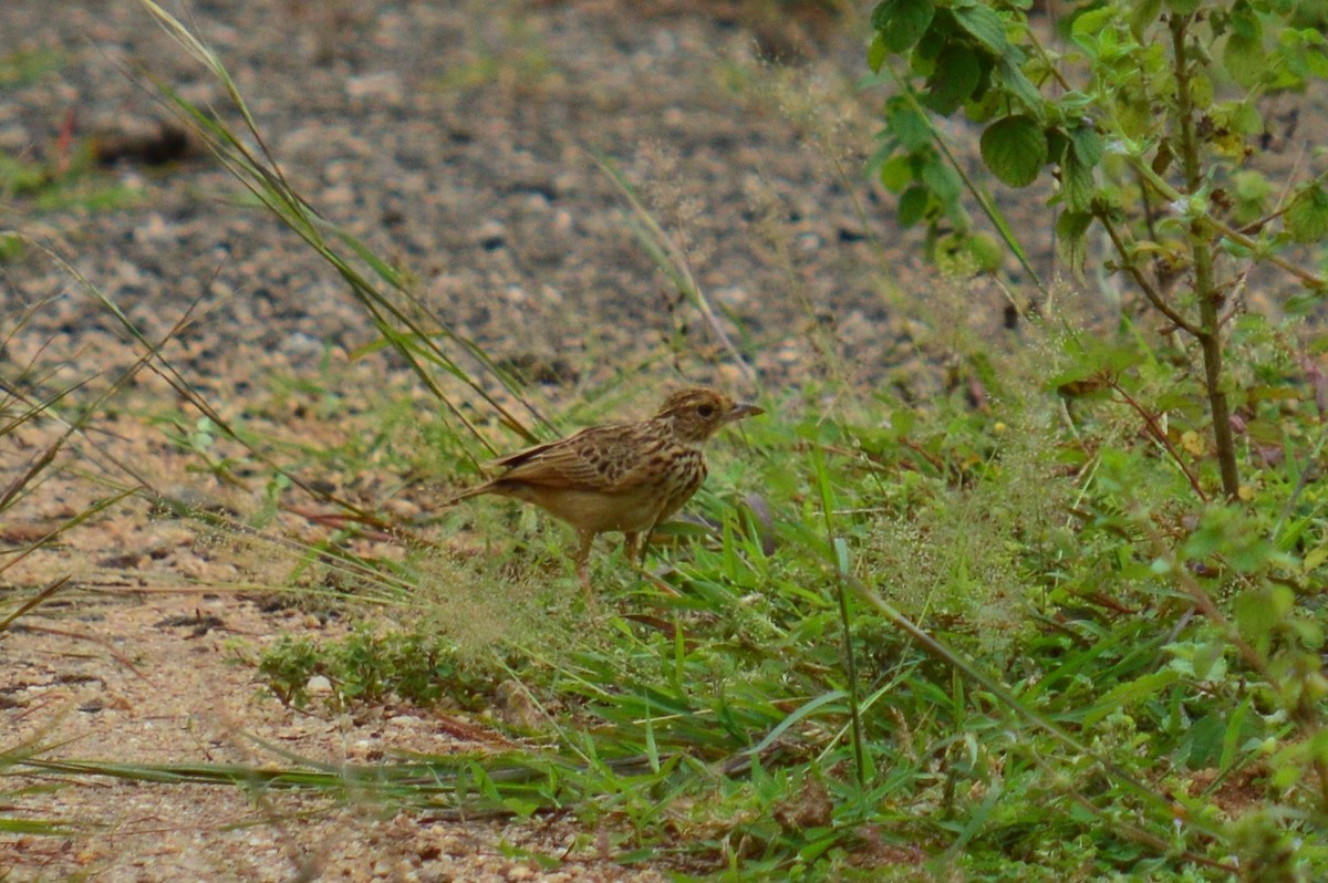 Jerdon's Bushlark - ML390362521