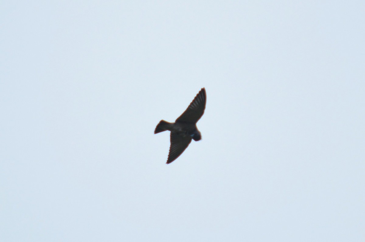 Ashy Woodswallow - ML390362591