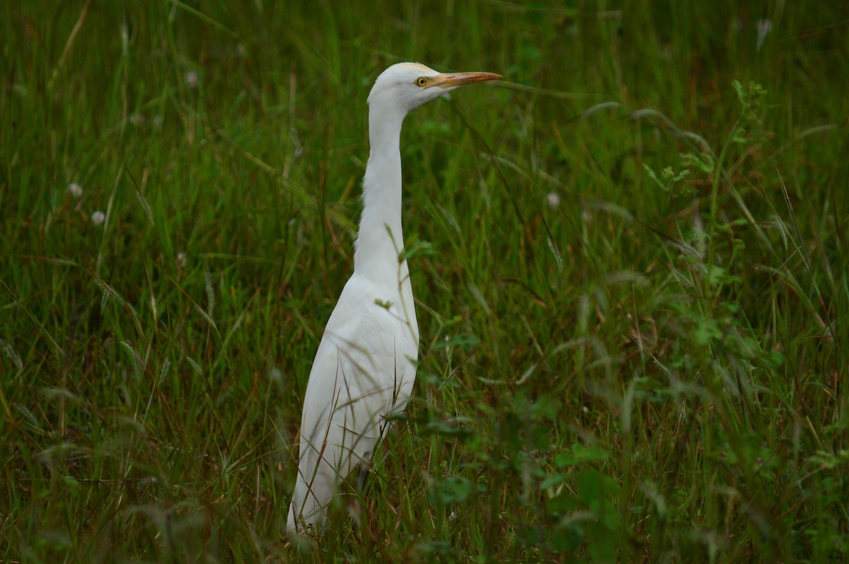 Eastern Cattle Egret - ML390362721