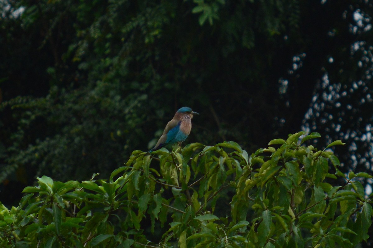 Indian Roller - ML390362781