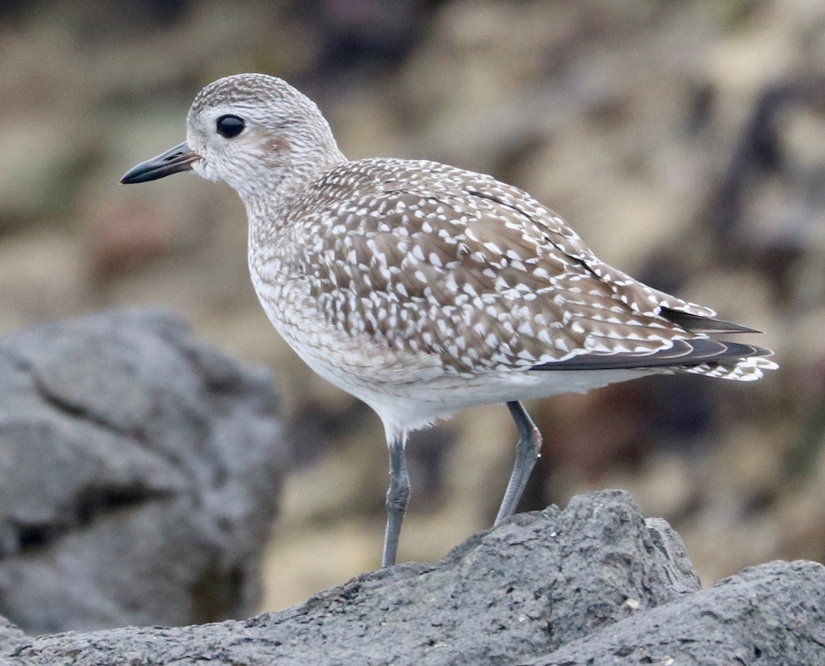 Black-bellied Plover - ML390363361