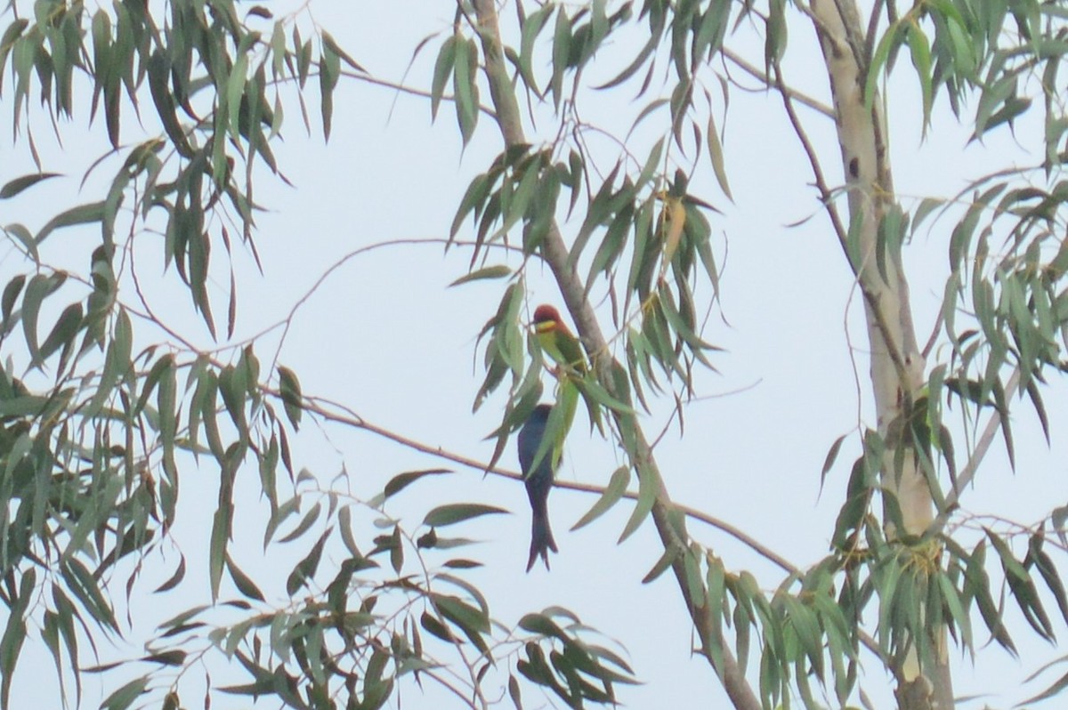 Kül Rengi Drongo - ML390363451