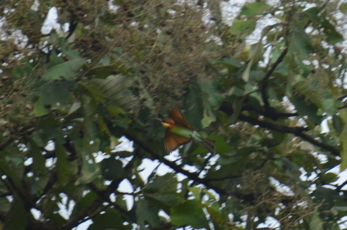 Chestnut-headed Bee-eater - ML390363491