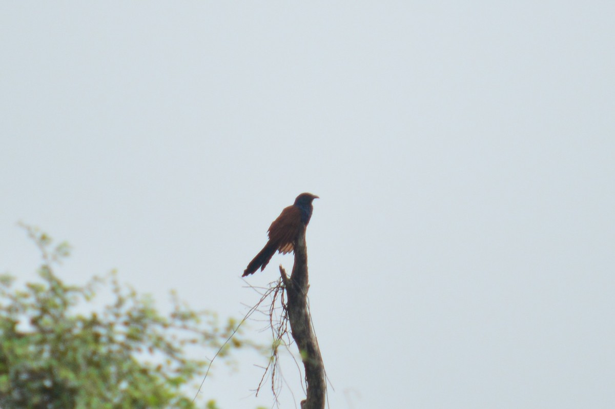 Greater Coucal - ML390363631