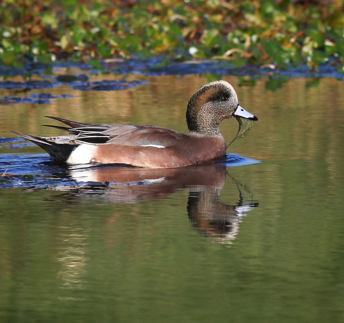 American Wigeon - ML390364621