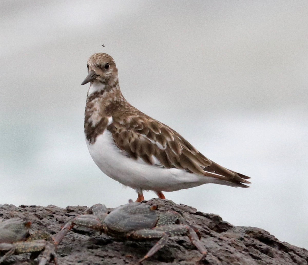 Ruddy Turnstone - ML390366261