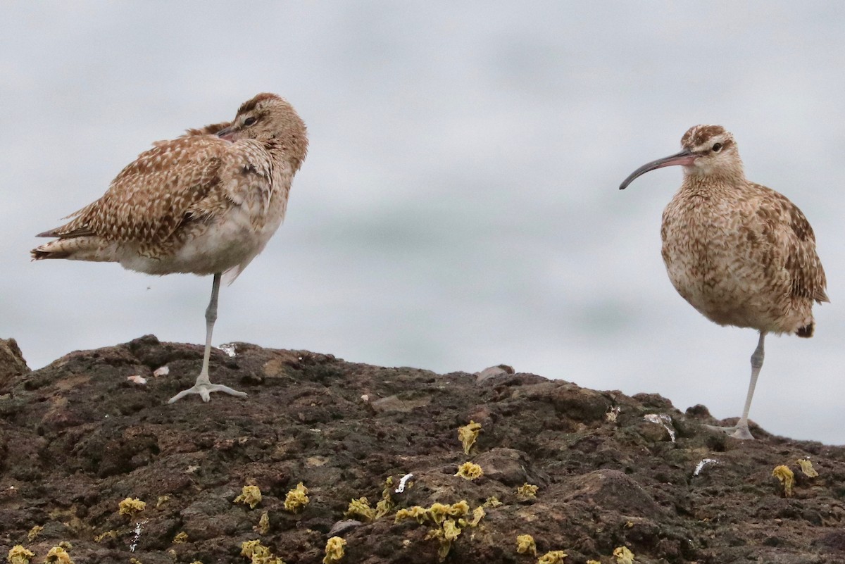 Whimbrel (Hudsonian) - ML390367901