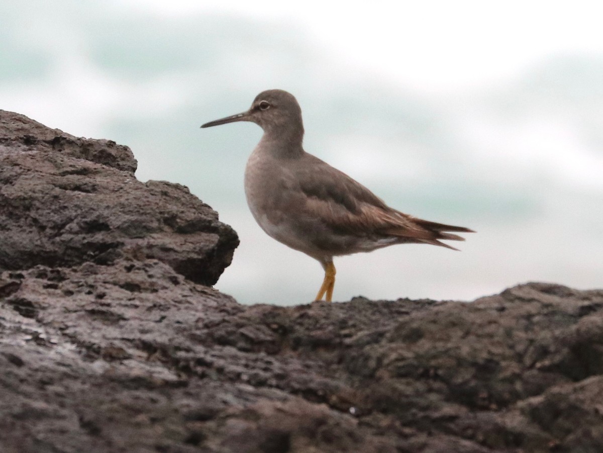 Wandering Tattler - ML390368421