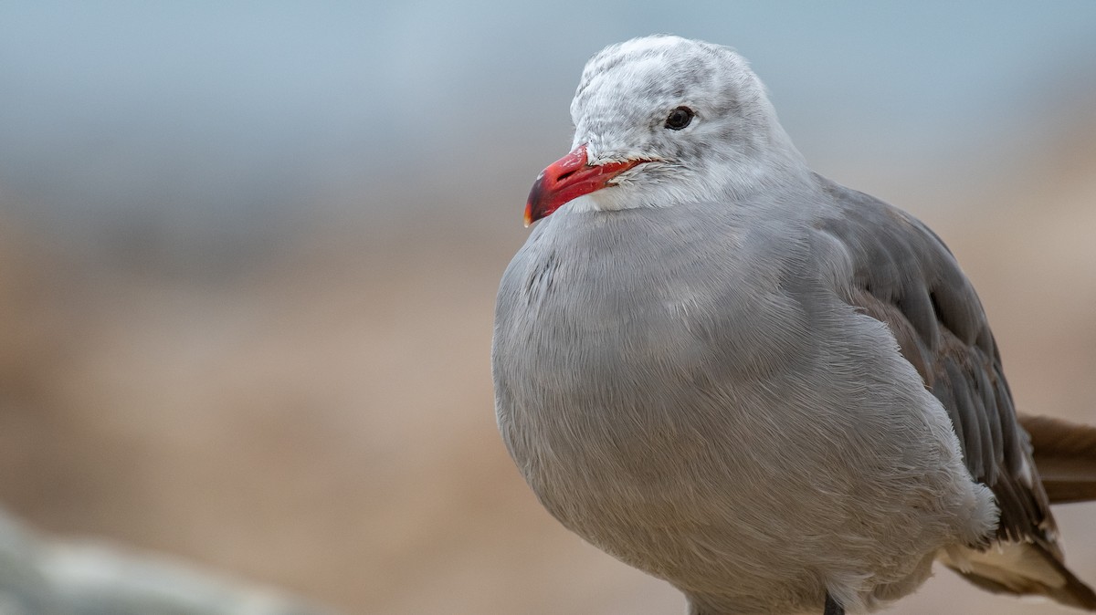 Heermann's Gull - ML390369381