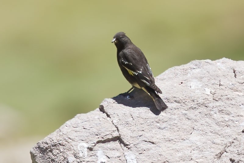 Black Siskin - ML390370071