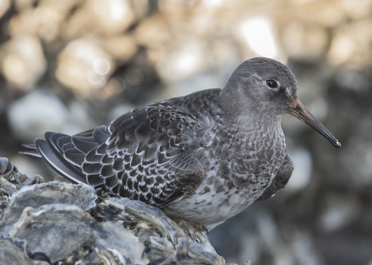 Purple Sandpiper - Michael Linz