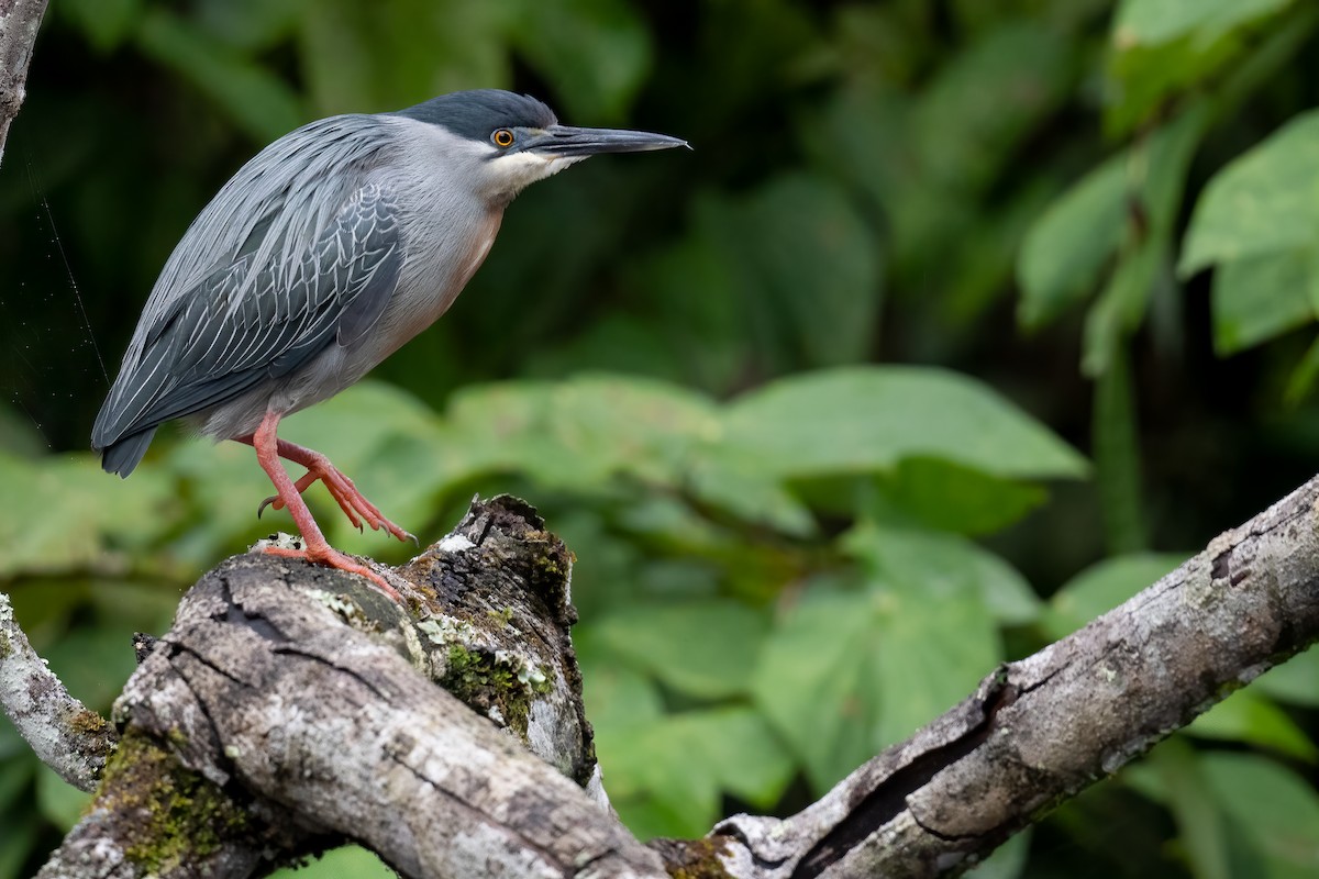 Striated Heron - Ben Lucking