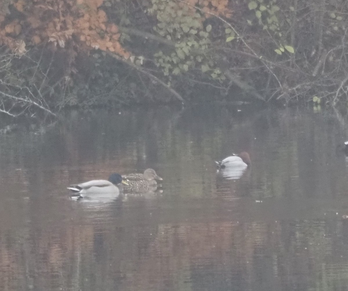 Common Pochard - ML390372371