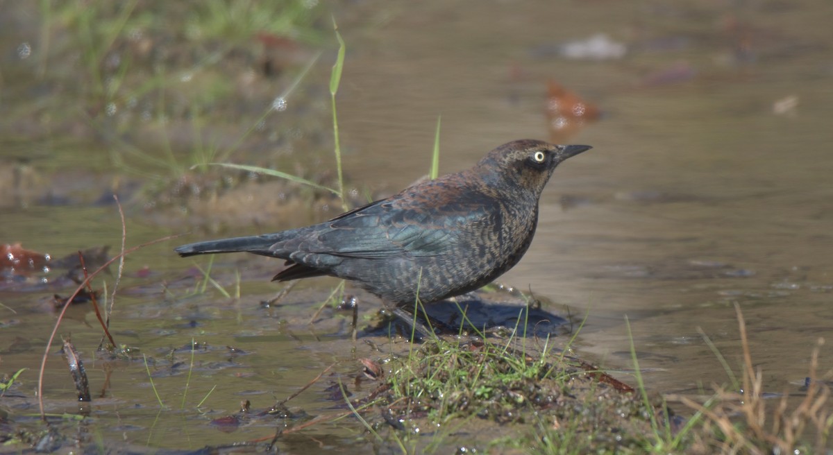 Rusty Blackbird - ML390373511