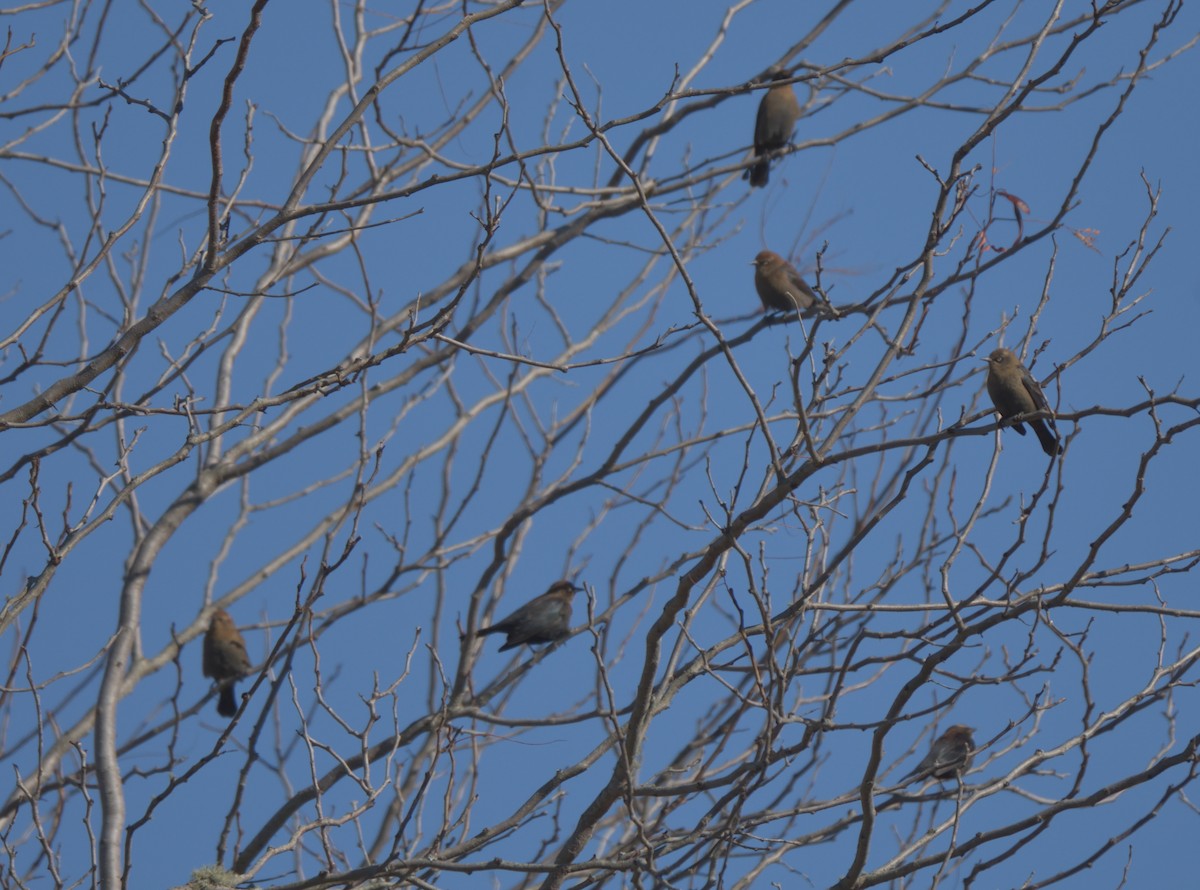 Rusty Blackbird - ML390373521