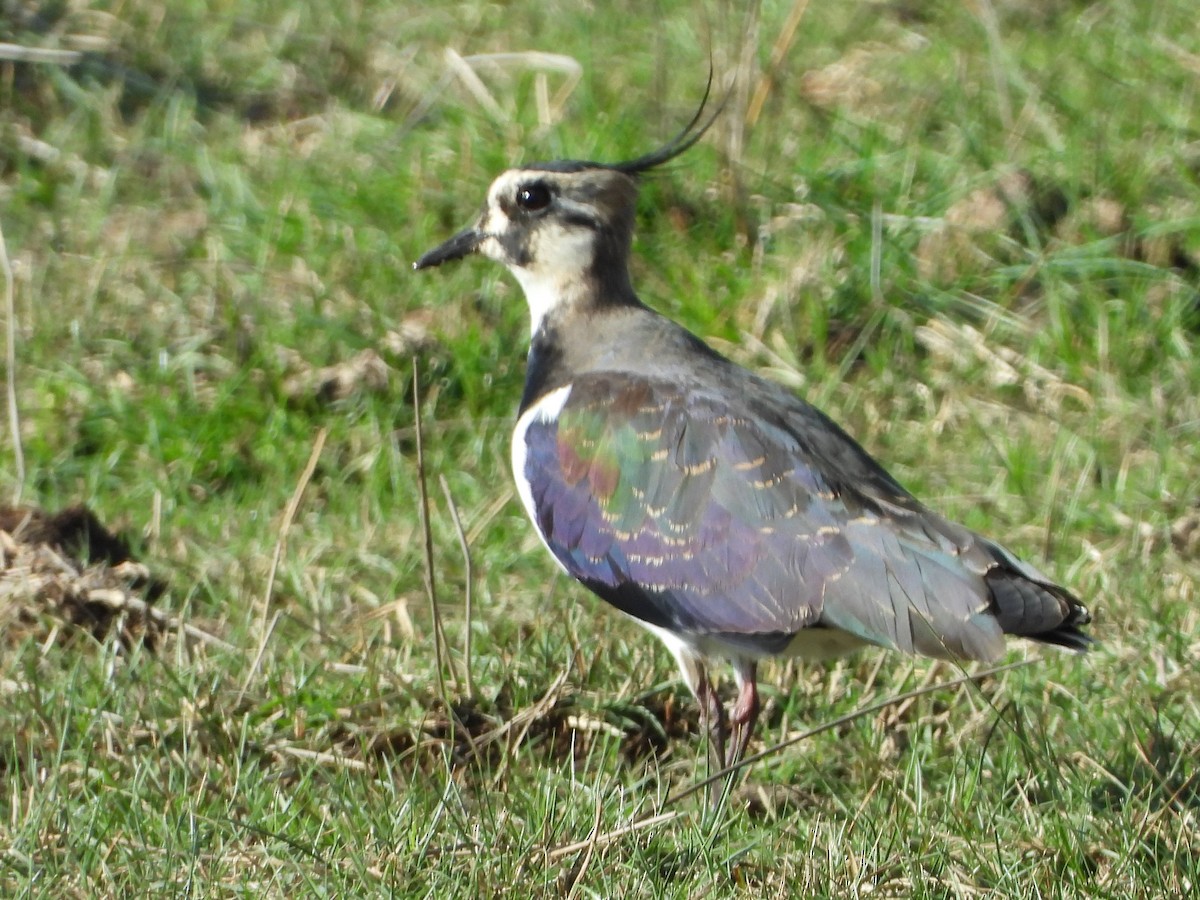 Northern Lapwing - Maria João Marques Gomes