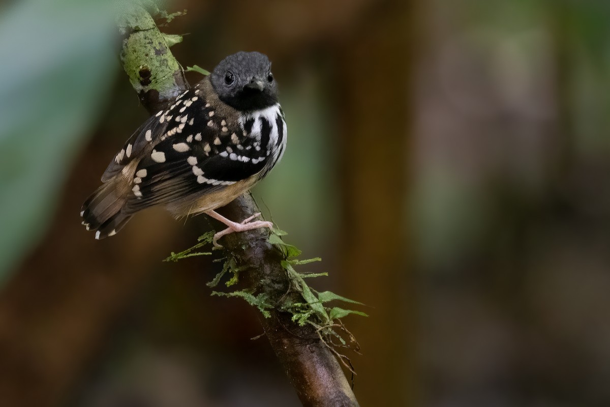 Spot-backed Antbird - Ben  Lucking